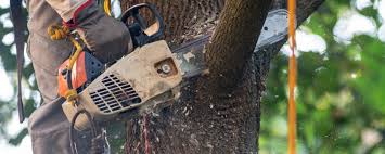 Best Tree Trimming and Pruning  in Fort Myers Shores, FL